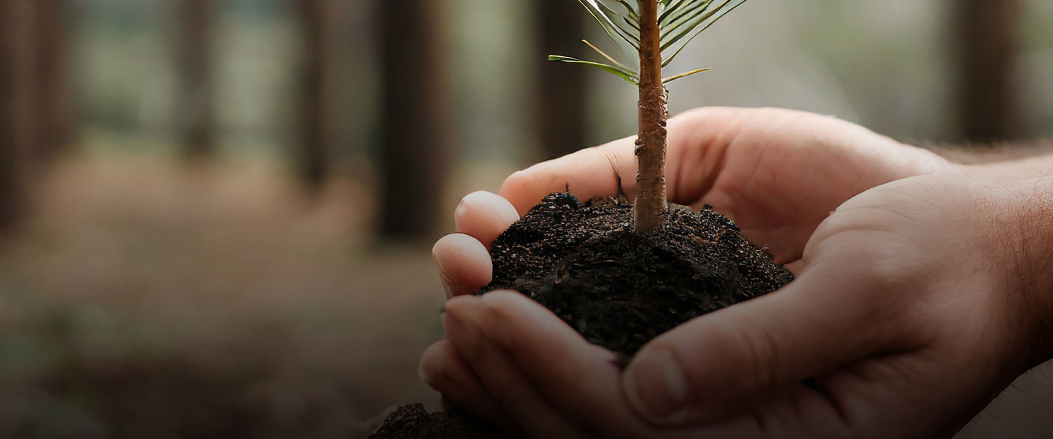 Partnerschaft mit PLANT-MY-TREE® für die Aufforstung und Erhaltung unserer Wälder
